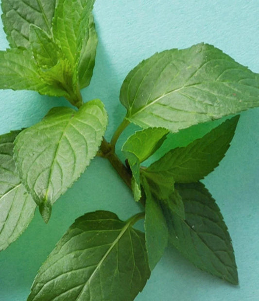 Protector de labios Sweet Mint